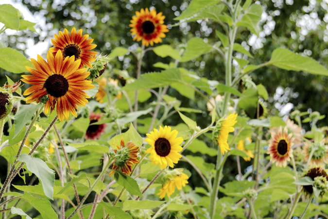 Sunflowers.jpg