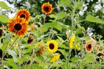 Sunflowers.jpg