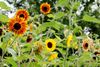 Sunflowers.jpg