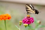 Tiger-Swallowtail-on-Zinnia-1.jpg