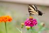 Tiger-Swallowtail-on-Zinnia-1.jpg
