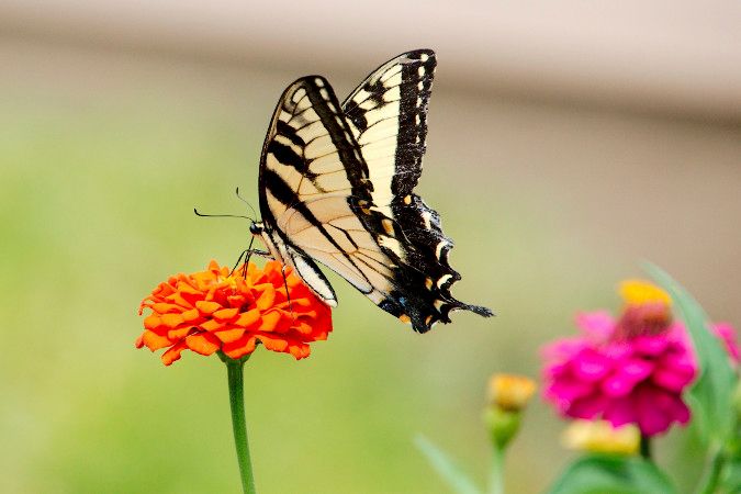 Tiger-Swallowtail-on-Zinnia-2.jpg