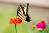 Tiger-Swallowtail-on-Zinnia-2.jpg