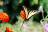Tiger-Swallowtail-on-Zinnia-3.jpg