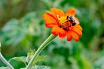 Bumblebee-on-Mexican-Sunflower-1.jpg