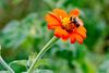 Bumblebee-on-Mexican-Sunflower-1.jpg