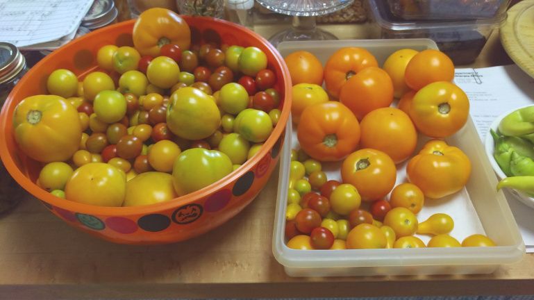 Tomatoes-Small.jpg