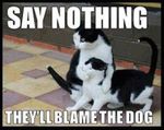 Cat-Meme-2.jpg