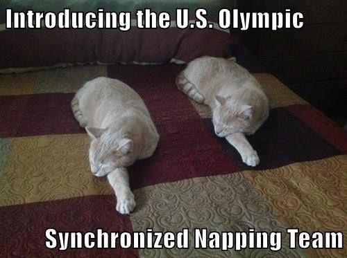 Cat-Meme-4.jpg
