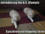 Cat-Meme-4.jpg