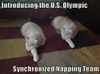Cat-Meme-4.jpg