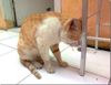 Cat-Meme-6.jpg