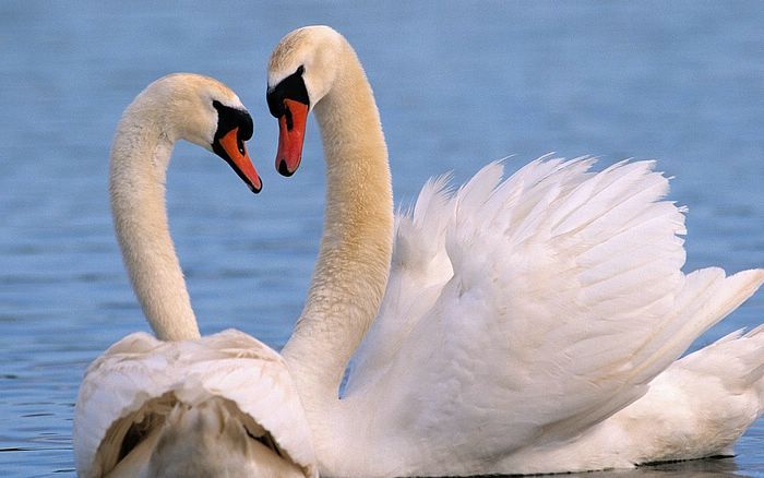 Swans.jpg