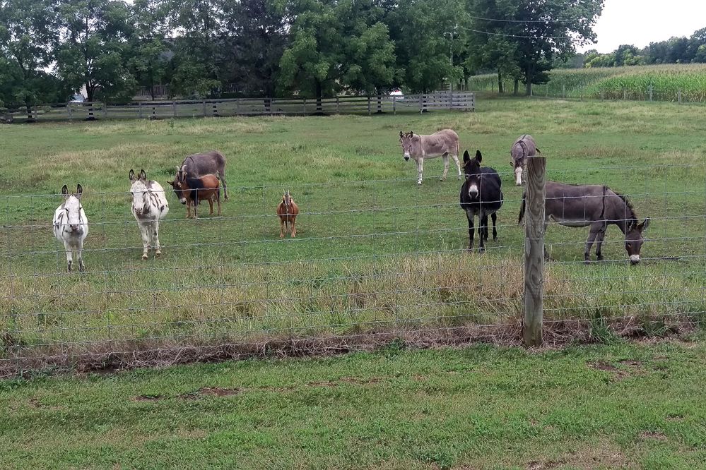Donkeys-Small.jpg