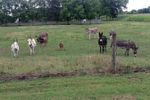 Donkeys-Small.jpg