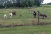 Donkeys-Small.jpg