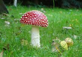 mushroom1.jpg