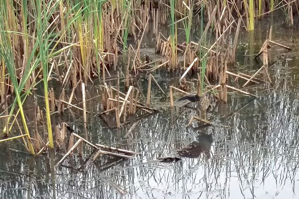Bittern-1.jpg