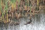 Bittern-1.jpg