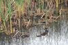 Bittern-1.jpg
