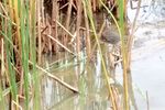 Bittern-2.jpg