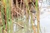 Bittern-2.jpg