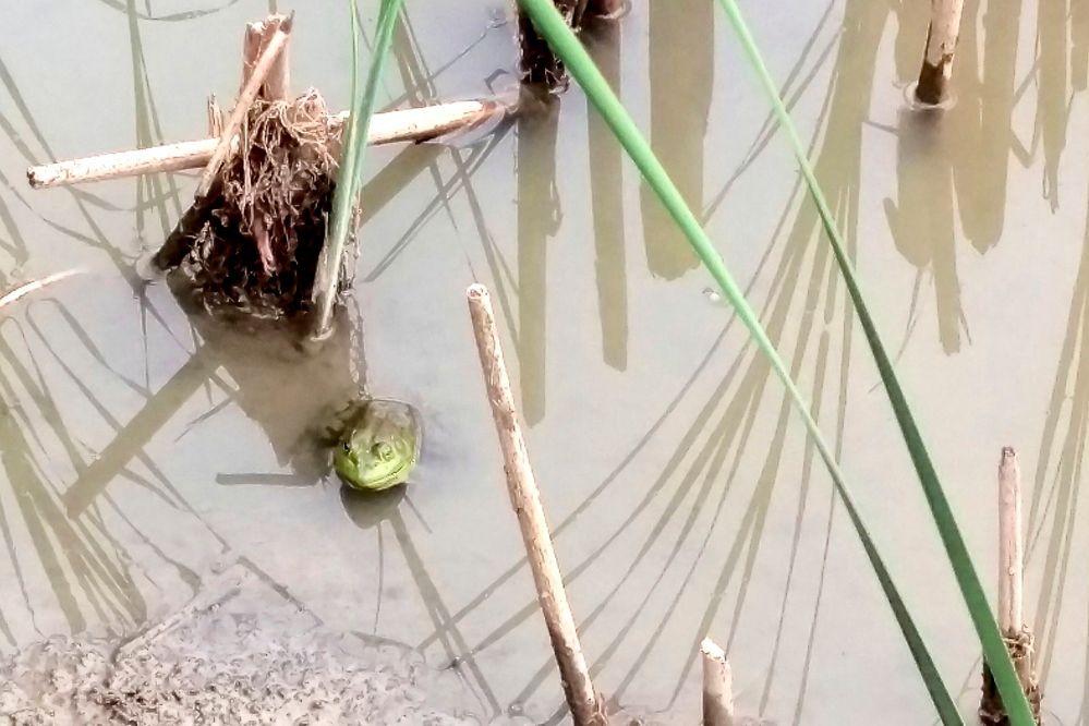 Bullfrog.jpg