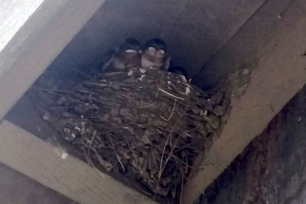 Barn-Swallows-1.jpg