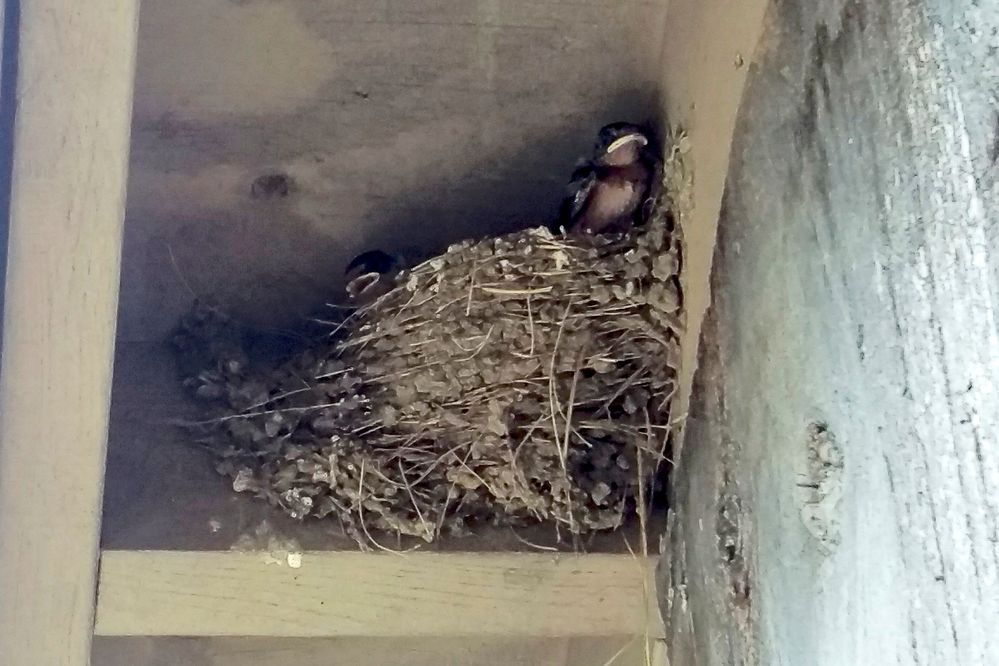 Barn-Swallows-2.jpg