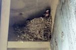 Barn-Swallows-2.jpg
