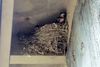 Barn-Swallows-2.jpg