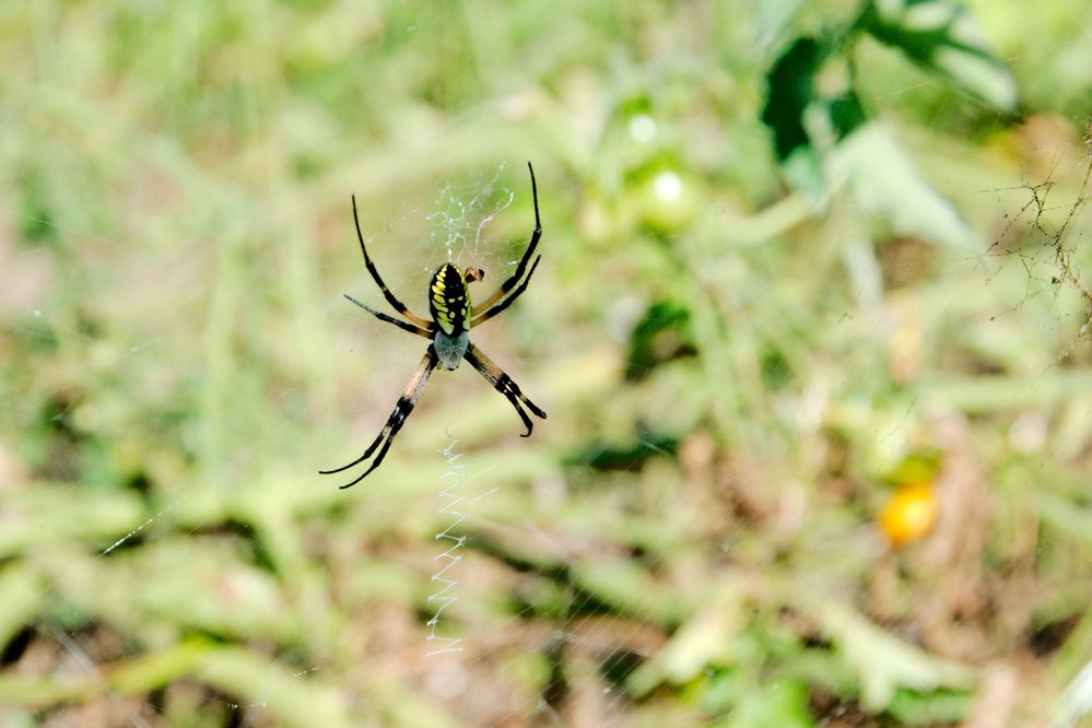 Garden-Spider.jpg