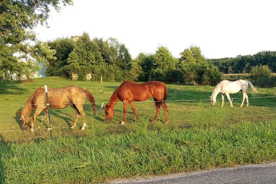 Horses-small.jpg