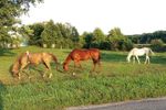 Horses-small.jpg