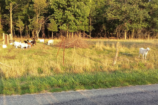 Goats-small.jpg