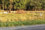 Goats-small.jpg