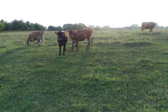 Cows-1.jpg