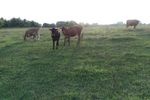 Cows-1.jpg