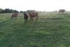 Cows-1.jpg