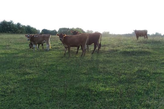Cows-2.jpg