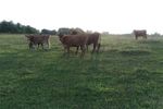 Cows-2.jpg