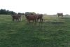 Cows-2.jpg