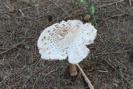 Mushroom-1-Small.jpg