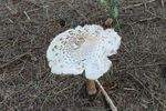 Mushroom-1-Small.jpg