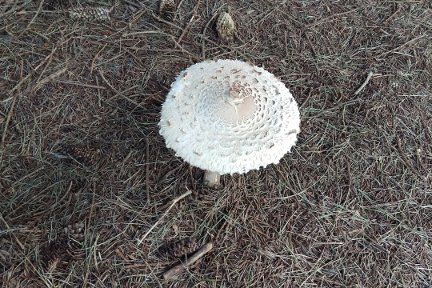 Mushroom-3-Small.jpg