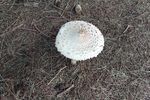 Mushroom-3-Small.jpg