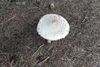 Mushroom-3-Small.jpg