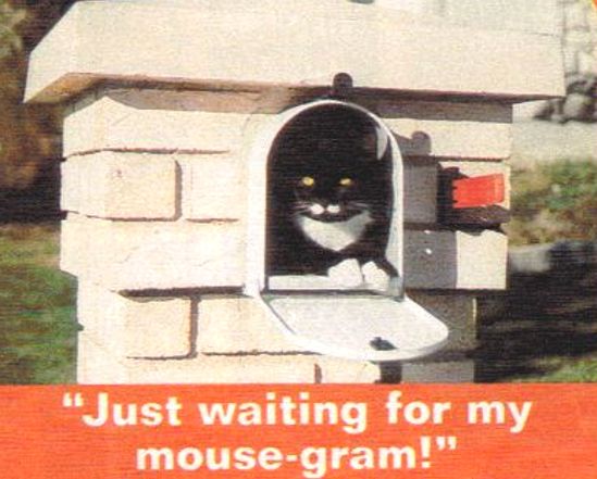 Cat-Mail-2.jpg