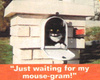 Cat-Mail-2.jpg