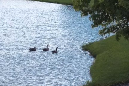 Geese-3-Small.jpg